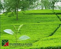 Pussellawa Plantations Ltd