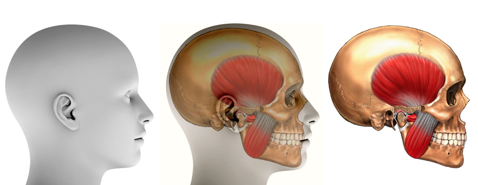 Oral & Maxillofacial Surgeon