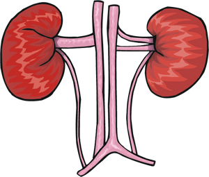 Paediatric Nephrologist