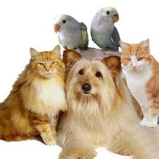 Pet Care Animal Clinic and Surgery - Giriulla