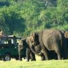 Elephant Jeep Safari
