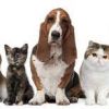 Pet and Vet Animal Clinic - Kadugannawa