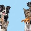 Care Vets Animal Clinic & Surgery - Galle