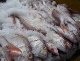 Global Sea Foods Pvt Ltd