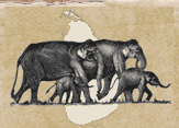 Sri Lanka Wildlife Conservation Society