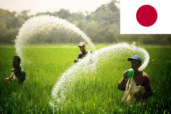 Japan provides US $ 4.6 million via FAO to boost SL paddy production