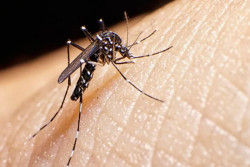 Tiger mosquitoes behind dengue fever rise in Europe