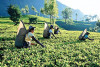 Sri Lanka’s tea exports rise by 6% to 119.1 million kilos