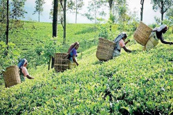 Sri Lanka unveils blueprint to transform outdated plantation sector