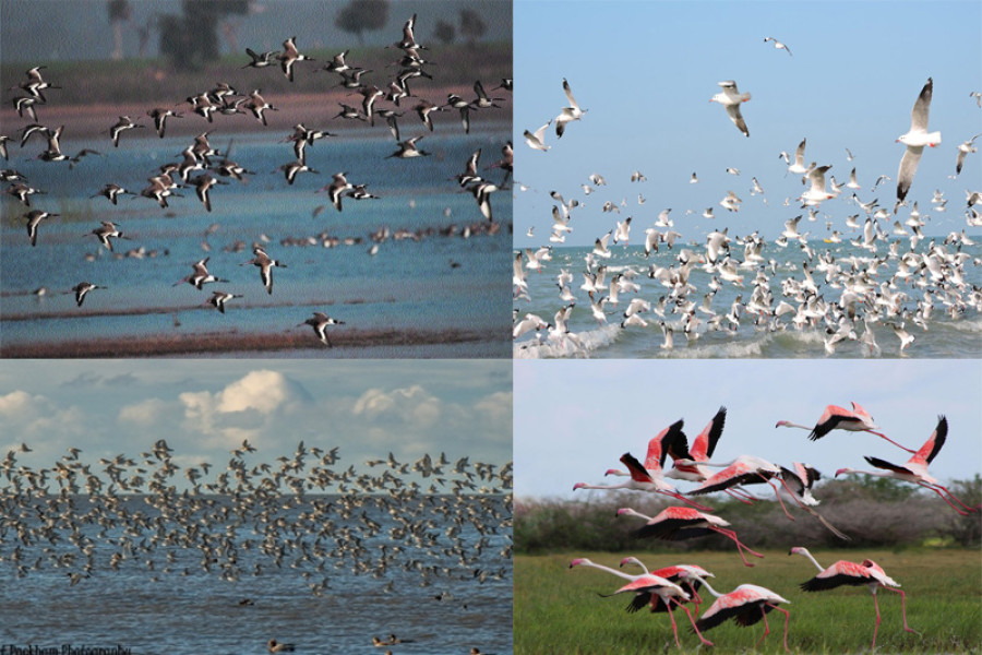 Global warming alters bird migratory pattern to Sri Lanka