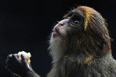 Twelfth monkey dies in HK zoo amid bacterial outbreak