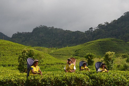 Sri Lanka’s Tea Industry to penetrate lucrative Chinese market