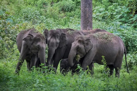 Tamil Nadu: These elephants are dying on rail tracks - can AI save them?