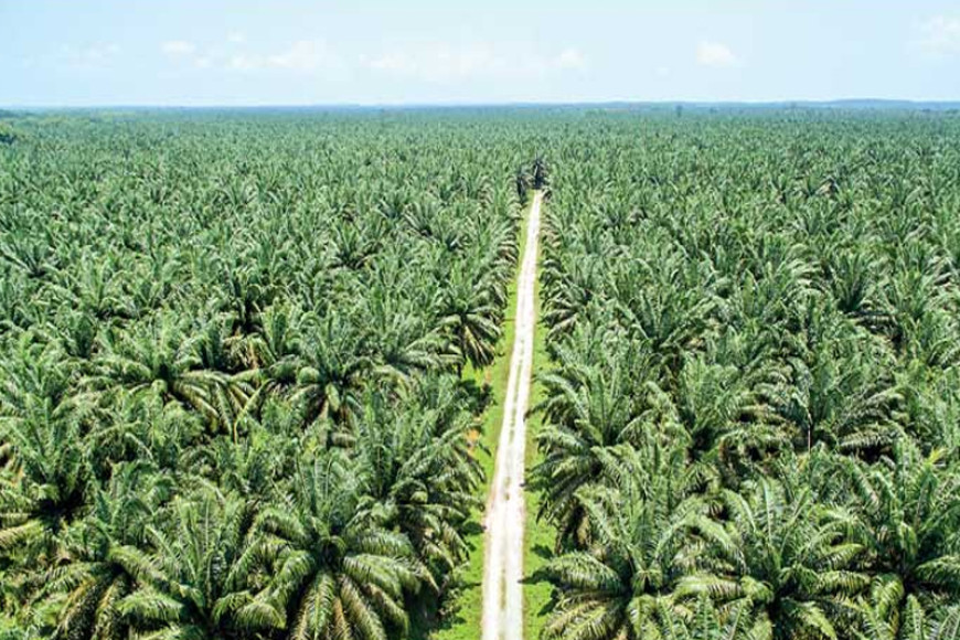 Asian Palm Oil Association expresses concern on palm oil ban